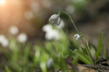 Snowdrops Galanthus plicatus in spring forest