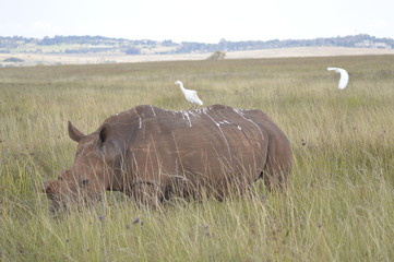 Naklejka premium Rhino - South Africa