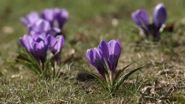 Spring Crocus Fowers in the Meadow Swaying in the Wind Cinemagraph Effect