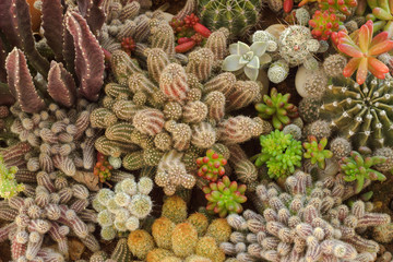 Fototapeta premium Succulent plants. 