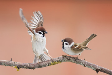 birds sparrows staged a showdown outstretched wings on a branch in spring