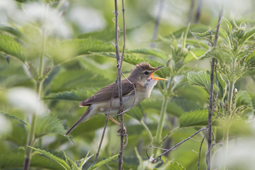 the bird is a garden Warbler sings while sitting in a nettle Bush