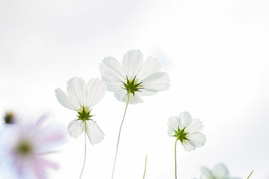 white cosmos flower isolated on white background