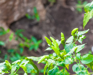 green chilli use background