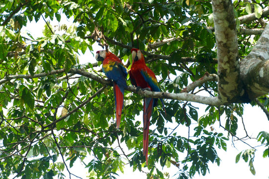 Perroquets Aras en Equateur