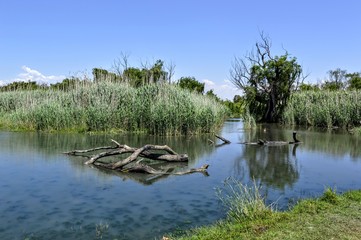 Fototapeta na wymiar River in wetland - South Africa