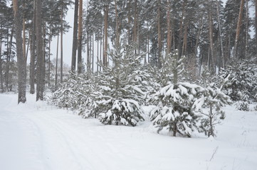 Зимняя природа