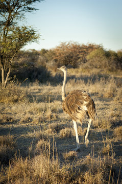 Ostrich In Botswana Africa