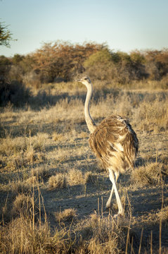 Ostrich In Botswana Africa