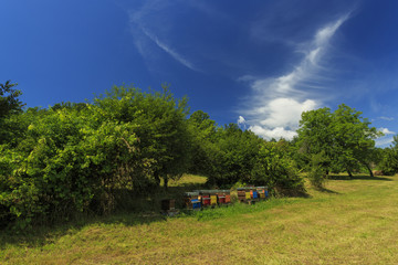 Fototapeta na wymiar Beehives in the countryside