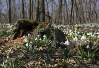 Snowdrops Galanthus plicatus near rotten stump