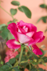 Obraz na płótnie Canvas Pink rose for sweet romantic valentine background