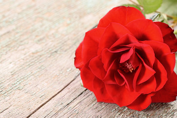 Rote Rose als Geschenk