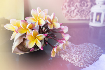 Fototapeta na wymiar Yellow flowers beautiful Frangipani decorated in sea conch shell