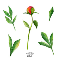 Beautiful watercolor peony bud set/Watercolor peonies set on a white background