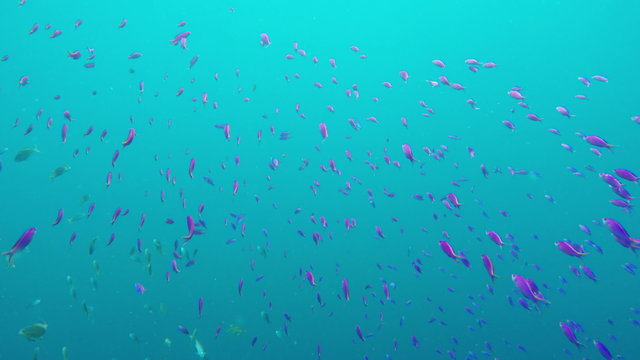 Many reef fish in the tropical sea on a coral reef.tropical underwater world.Diving and snorkeling in the tropical sea.PhilippinesTravel concept,Adventure concept.4K video,ultra HD.
