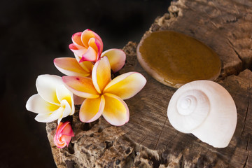 Fototapeta na wymiar Flower frangipani or plumeria,pebble and shell on wood stump