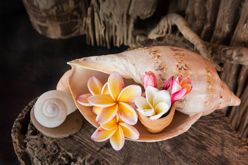Flowers beautiful Frangipani decorated in sea conch shell on woo