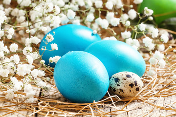 Fototapeta na wymiar Blue Painted Easter eggs and quail eggs in the straw with a smal