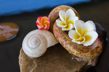 Plakat Beautiful flower plumeria or frangipani and shell on water for s