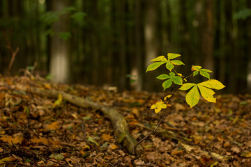 Herbstlaub