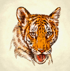 engrave ink draw tiger illustration