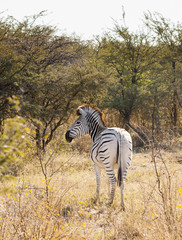 Fototapeta na wymiar Zebra In Botswana
