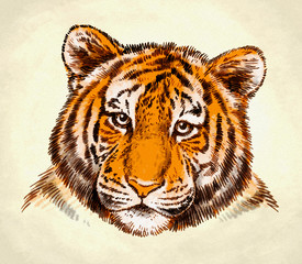 engrave ink draw tiger illustration
