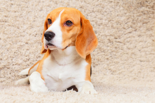 Beagle on the carpet
