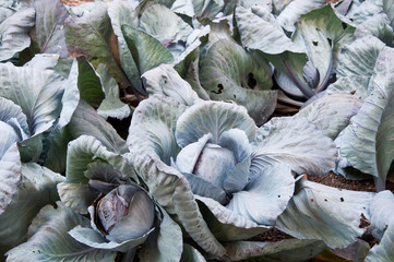 Fototapeta na wymiar Cabbage plants ready to be harvested