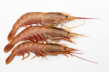 three prawns on white