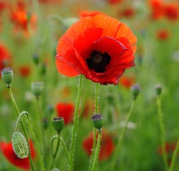 Obraz premium Red Poppies
