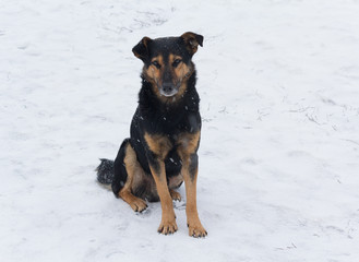 Lonely homeless dog sitting in the snow. Animals