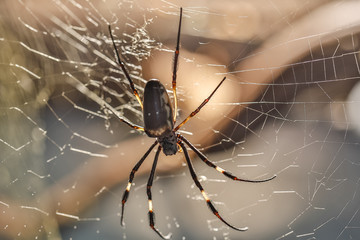 Spinne