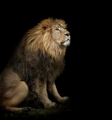 sitting lion on black background - 101751999