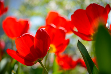 Beautiful Red Tulips in Field under Spring Sky in Bright Sunlight