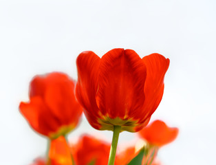 Beautiful Red Tulips on White Background
