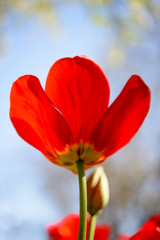 Beautiful Red Tulip Flower in Field under Spring Sky in Bright Sunlight