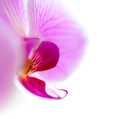 Fototapeta na wymiar Beautiful Pink Orchid Flower Isolated on the White Background