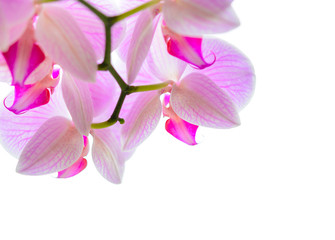 Beautiful Pink Orchid Flowers Isolated on the White Background