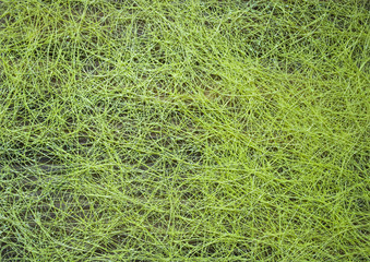 Gewebe Textur, Hintergrund in grün 