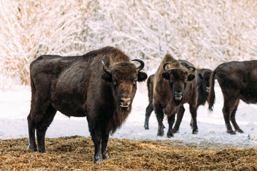 Group of wild bison in the winter is in the nature reserve © bondburn