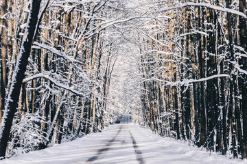 Beautiful winter snowy road in the woods