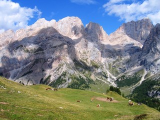 Fototapeta na wymiar Blick auf die Rückseite der Marmolada im Val di Contrin (Dolomiten - Italien) mit Kühen und Pferden im Vordergrund