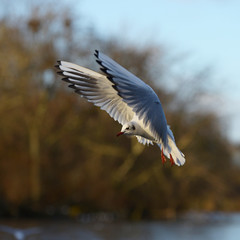 Black-headed Gull, Chroicocephalus ridibundus
