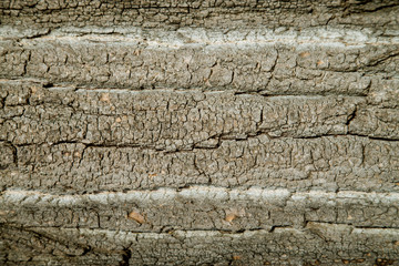 Bark of Tree