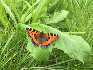 Schmetterling auf der Wiese