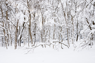weißer Winterwald