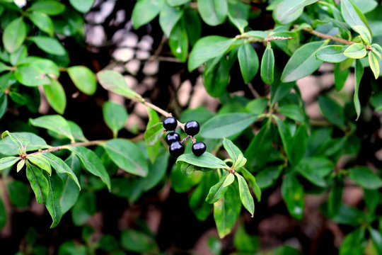 Black berry