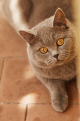 British cat sitting on the floor and watching out of the corner